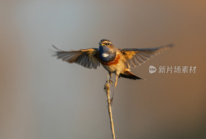 雄性蓝喉鲸(Luscinia svecica)